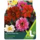 Taylors Bulbs - Red Skin Dwarf Mix - Dahlia (XL Value Pack)