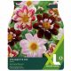 Taylors Bulbs - Collerette Mix - Dahlia Bulb Set
