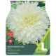 Taylors Bulbs - White Perfection - Dahlia (XL Value Pack)