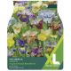 Taylors Bulbs - Breeders Mix - Iris Sibirica (XL Value Pack)