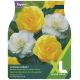 Lemon Sorbet Begonia Bulb Set