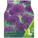 Purple Sensation Allium XL Bulb Set - Taylors Bulbs