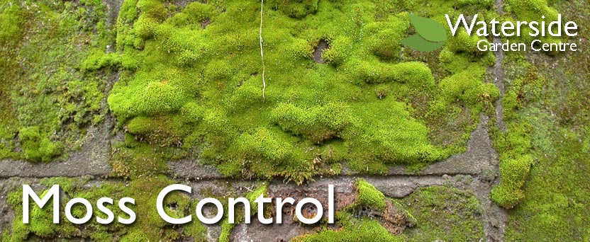 Moss Control