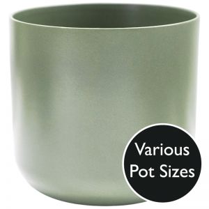Olive Lisbon Indoor Pot Plant (Size options)