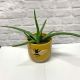 Aloe Vera Plant 12cm (Pot not included)