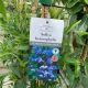 Austrailian Bluebell Creeper - Sollya Heterophylla