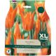 Ballerina Tulip XL Bulb Set - Taylors Bulbs