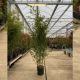 Bamboo - Bambusa Aureosulcata Spectabilis (200cm) - 15L