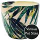 Monza Botanical Fern Indoor Pot (Pot Size Options)
