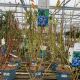 Blueberry Bluetta Bush Plant 4 L