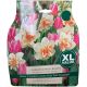 Bursting with Beauty Mixed Bulb Pack - Taylors Bulbs
