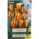 Cape Cod Tulip - Taylors Bulbs