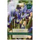 Carolina Iris Reticulata - Taylors Bulbs Set