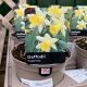 Daffodil Topolino 1L