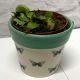 Dionaea Muscipula Venus Fly Trap 8.5cm (Pot not included)
