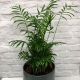 Dypsis Lutescens Areca - Bamboo Palm Plant 17cm (Pot not included)