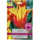 Fire Wings Tulip Bulbs - Taylors Bulbs