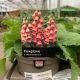 Foglove X Mertonensis - Strawberry Foxglove 1L