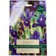 Harmony Iris Reticulata - Taylors Bulbs