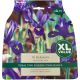 Harmony Iris Reticulata XL Size - Taylors Bulbs