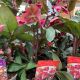 Hellebore Frostkiss Annas Red 2L