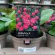 Hollyhock Double Pink 1 L