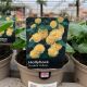 Hollyhock Double Yellow 1 L