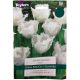 Honeymoon Tulip Bulb Set - Taylors Bulbs