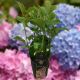 Royalty Hydrangea Collection