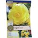Yellow Begonia Bulb Set