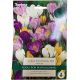 Large Flowering Mix Crocus - Taylors Bulbs 