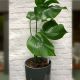 Monstera Deliciosa - Swiss Cheese Plant 17cm (Pot not included)