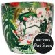 Monza Tropical Floral Indoor Pot (Size options)