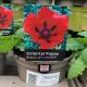 Oriental Poppy - Beauty of Livermere