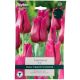 Passionale Tulip Bulb Set - Taylors Bulbs