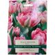 Peach Blossom Tulip - Taylors Bulbs