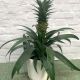 Ananas Mi Amigo - Pineapple Plant (Pot not included)