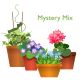 3 L Perennial Plant Mystery Mix