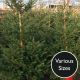 Potted Spruce Christmas Tree (Various Sizes)