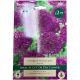 Purple Sensation Allium Bulb Set - Taylors Bulbs