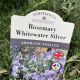 Rosemary Whitewater Silver