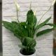 Spathiphyllum Sweet Silvio Peace Lily Plant 14cm (Pot not included)