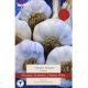 Taylors Grow Your Own 'Edenrose' Variety Garlic