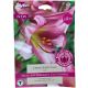Pink Perfection Lily Bulb Set