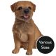 Vivid Arts Real Life Dogs - Border Terrier Garden Ornament