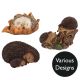 Vivid Arts Real Life Hedgehogs - Design Choice