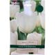White Dream Tulips Bulb Set - Taylors Bulbs