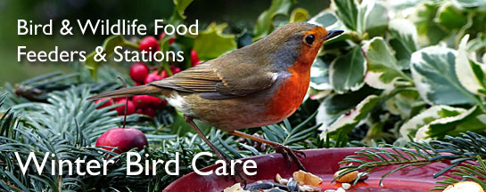 Shop Winter Bird Food and Feeders