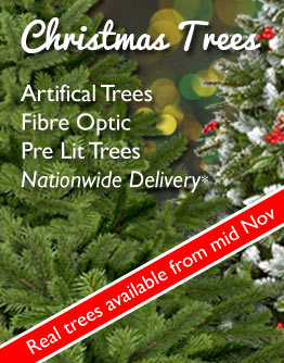 Shop Real and Artificial Christmas Trees