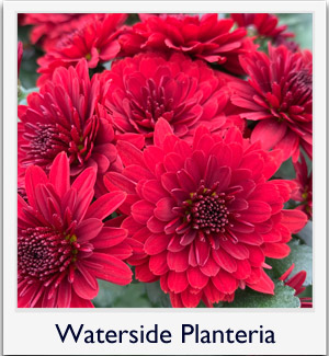 Waterside Planteria